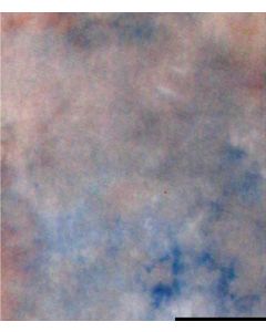 Falcon Eyes Background Cloth S122 2,9x7 m